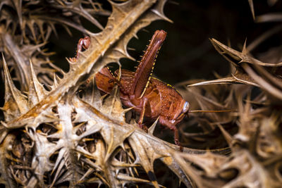 Close-up of lizard on dry leaves