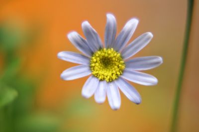 Close-up of cosmos flower blooming outdoors