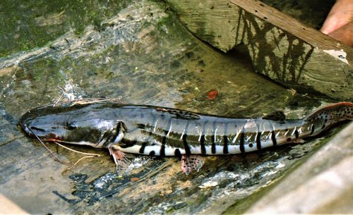 Close-up of fish in sea