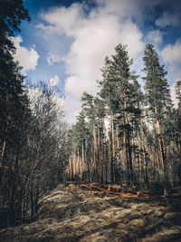 Pine trees in forest against sky