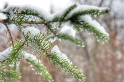 Close-up of pine tree branch during winter