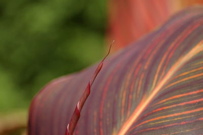 Close-up of plant