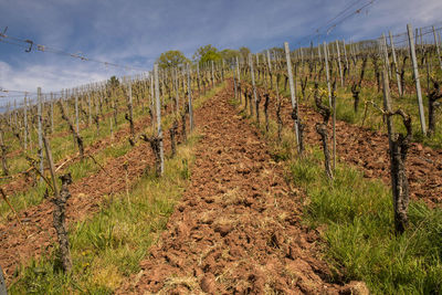 Scenic view of vineyard against sky