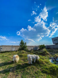 View of dog on field against sky