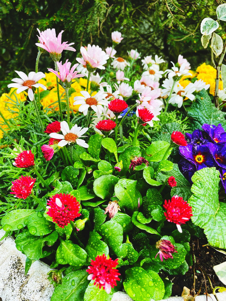 Plant Flower Flowering Plant Freshness Beauty In Nature Growth Nature Fragility No People Flower Head Day Floristry Close-up Green Garden High Angle View Multi Colored Petal Inflorescence Plant Part