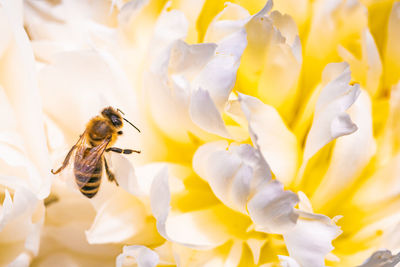 Honey bee on bright white yellow peony flower, close up of bee at work polinating the flower. 