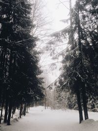 Trees on snow covered landscape against sky