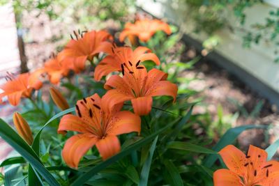 Close-up of orange day lily blooming outdoors
