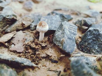 Close-up of mushroom growing on rock