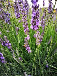 Close-up of purple flowering plants on field