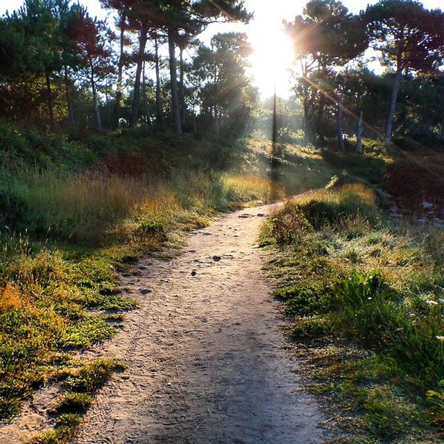 the way forward, diminishing perspective, vanishing point, grass, tree, sunlight, sun, dirt road, tranquility, sunbeam, growth, nature, tranquil scene, transportation, plant, road, field, landscape, footpath, outdoors