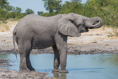 Profile view of african elephant standing at waterhole