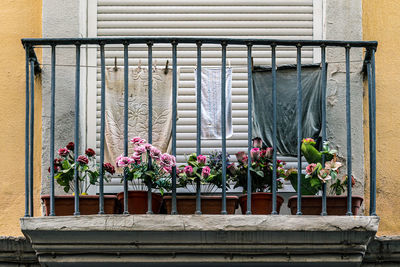 Low angle view of potted plants and laundry drying  on balcony of building