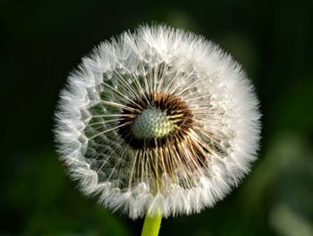 Close-up of dandelion against blurred background