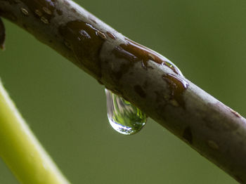 Close-up of water drop on plant