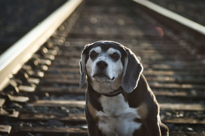 Close-up portrait of dog sitting outdoors