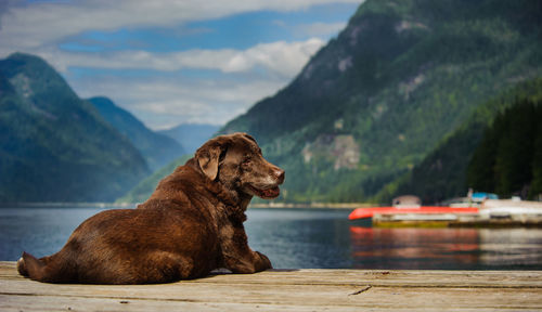 Chocolate labrador relaxing against lake and mountains