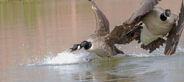 Bird flying over lake