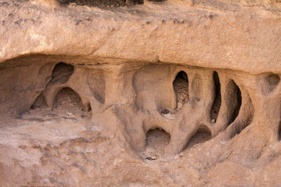 Close-up of animal face on rock