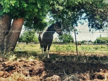 Horses grazing on field