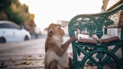 Monkey sitting in a garden