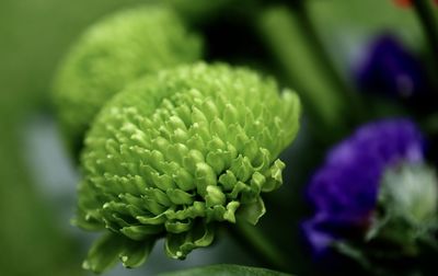 Close-up of flower