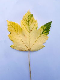 Close-up of yellow maple leaf