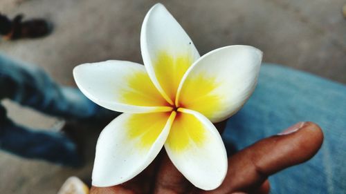 Close-up of white flower