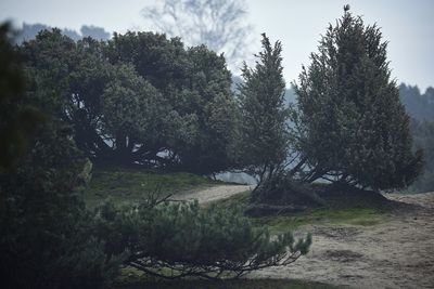 Trees on field against sky