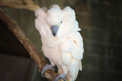 Close-up of parrot perching on a branch