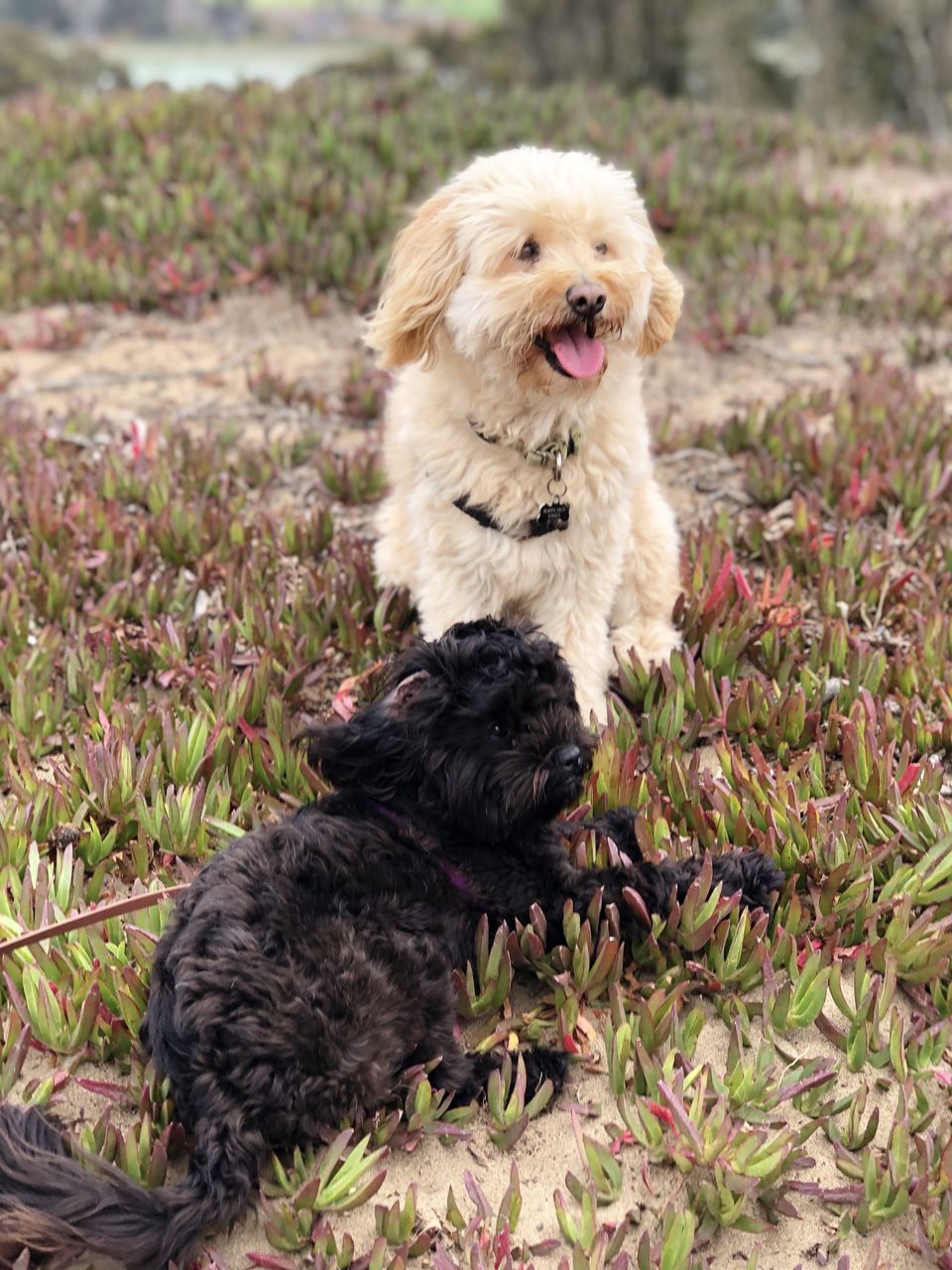 canine, dog, animal themes, pet, domestic animals, animal, mammal, one animal, plant, cute, nature, havanese, grass, puppy, lap dog, flower, no people, young animal, sitting, portrait, purebred dog, outdoors, emotion, land, facial expression, day, animal hair