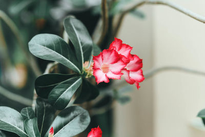 Close-up of red flowering plant