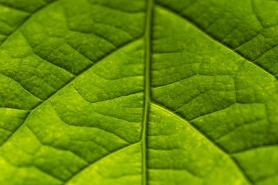 Full frame shot of green leaves