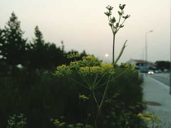 Close-up of flowers