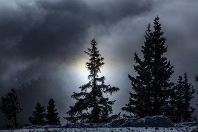 Pine trees against sky during winter