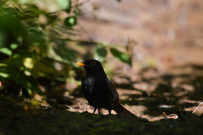 Close-up of bird perching outdoors