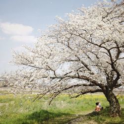 Trees growing on field