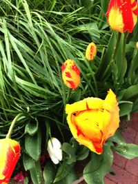 Close-up of flowers blooming outdoors