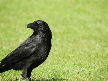 Close-up of black bird on grass