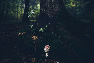 Mushroom growing on tree trunk