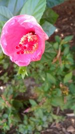 Close-up of pink rose