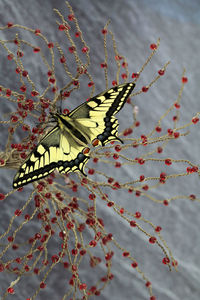 Close-up of butterfly on flower