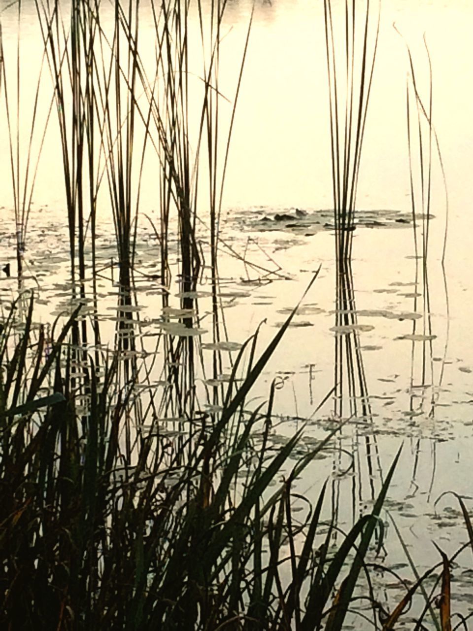 water, lake, nature, tranquility, outdoors, tranquil scene, reflection, no people, beauty in nature, day, scenics, grass, sky