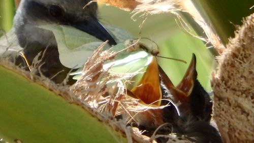 Close-up of insect on leaf