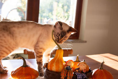 Close-up of a white bengal cat on wooden table at home with some pumpkins.