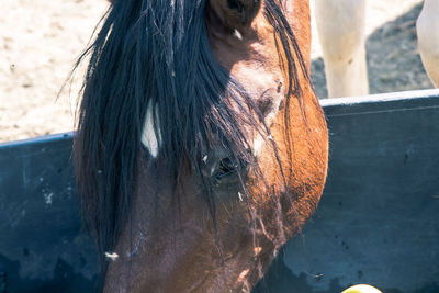 horse