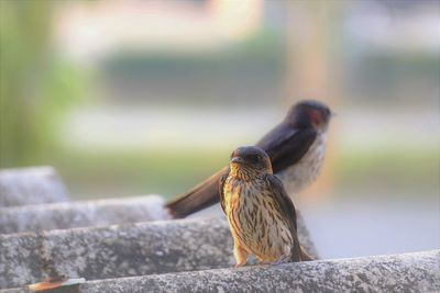 View of swallows on the roof tile