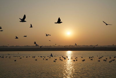 Flock of birds flying in the sky