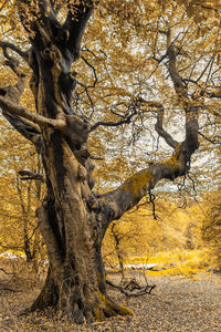 Bare tree in forest