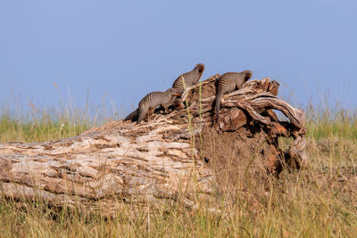 Banded mongooses perched on a tree stump in the maasai mara